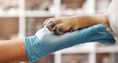 servicios veterinarios para animales domesticos