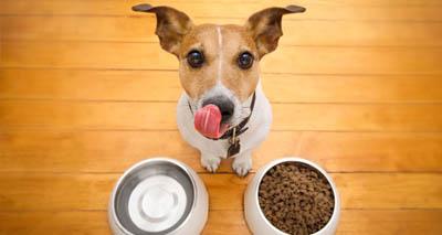 alimentos para mascotas super premium y alimentos medicados para mascotas