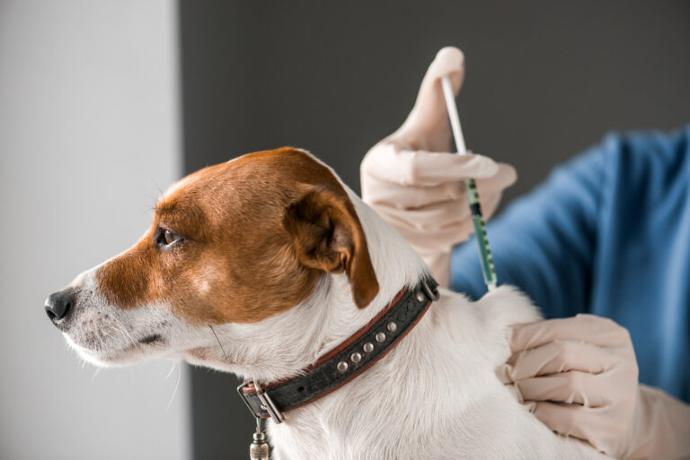 vacunas para mascotas
