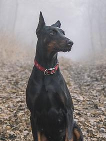 Doberman Pinscher, perros de razas grandes