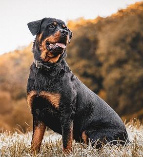 Rottweiler, perros de razas grandes 