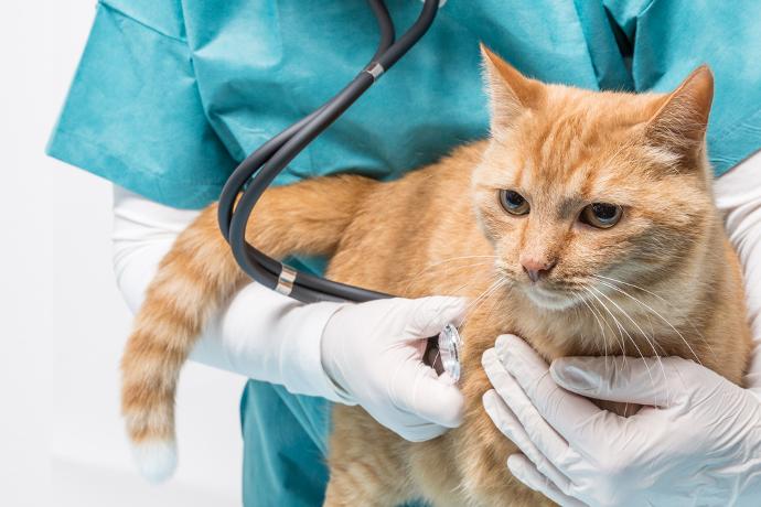 medico veterinario examinando un gato