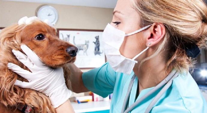 Consultas veterinarias, clinica veterinaria Animals House