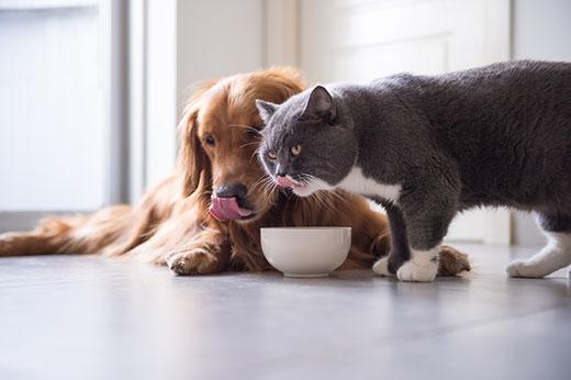 Venta de accesorios y alimentos para mascotas