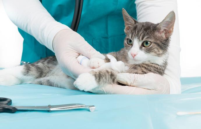 esterilizacion de mascotas