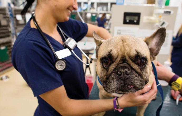 hospital veterinario