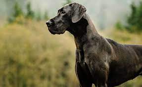 Gran danés razas de perros grandes